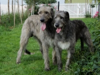 hekla i blejk2