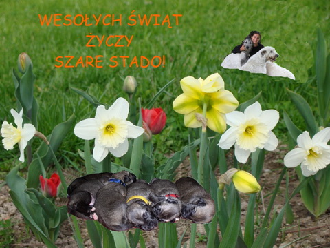 Wesołych Świąt!