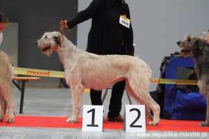 szczenieta szczeniaki wilczarz irlandzki irish wolfhound litter